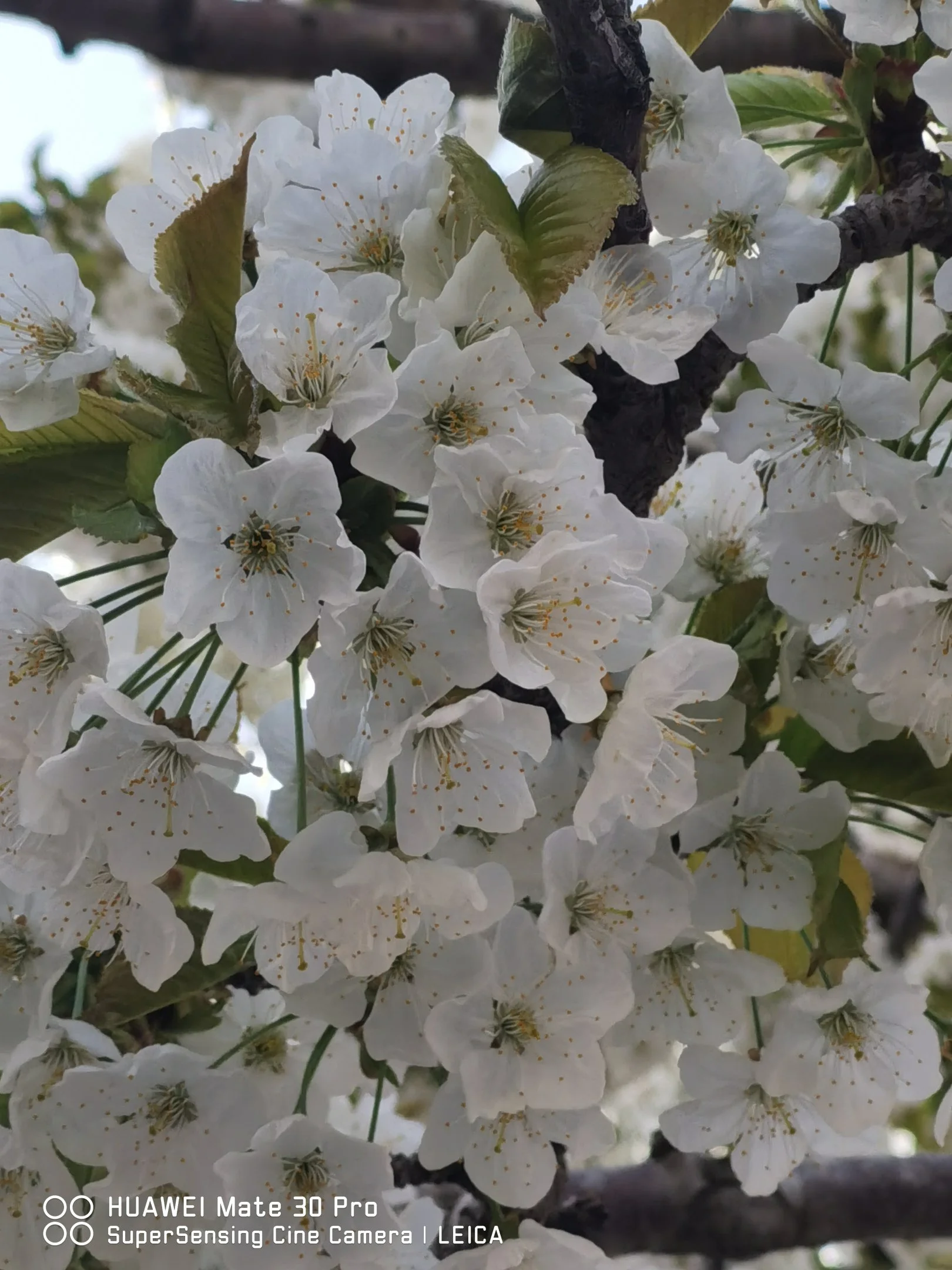 IMG_20240427_154612.webp