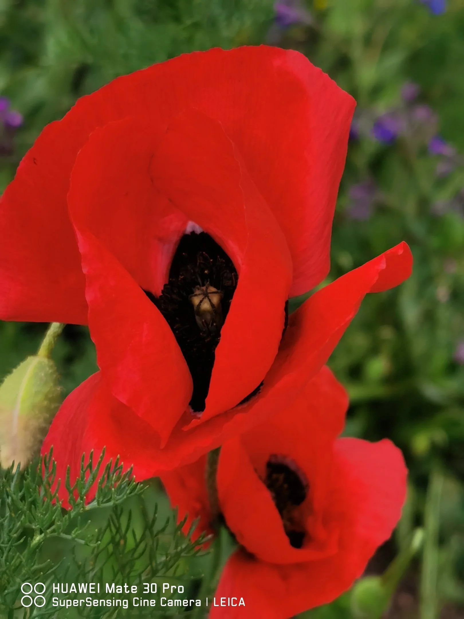 IMG_20240520_082501.webp