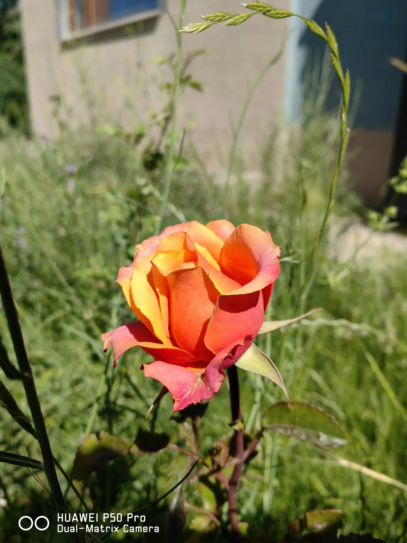 IMG_20240613_091050.webp