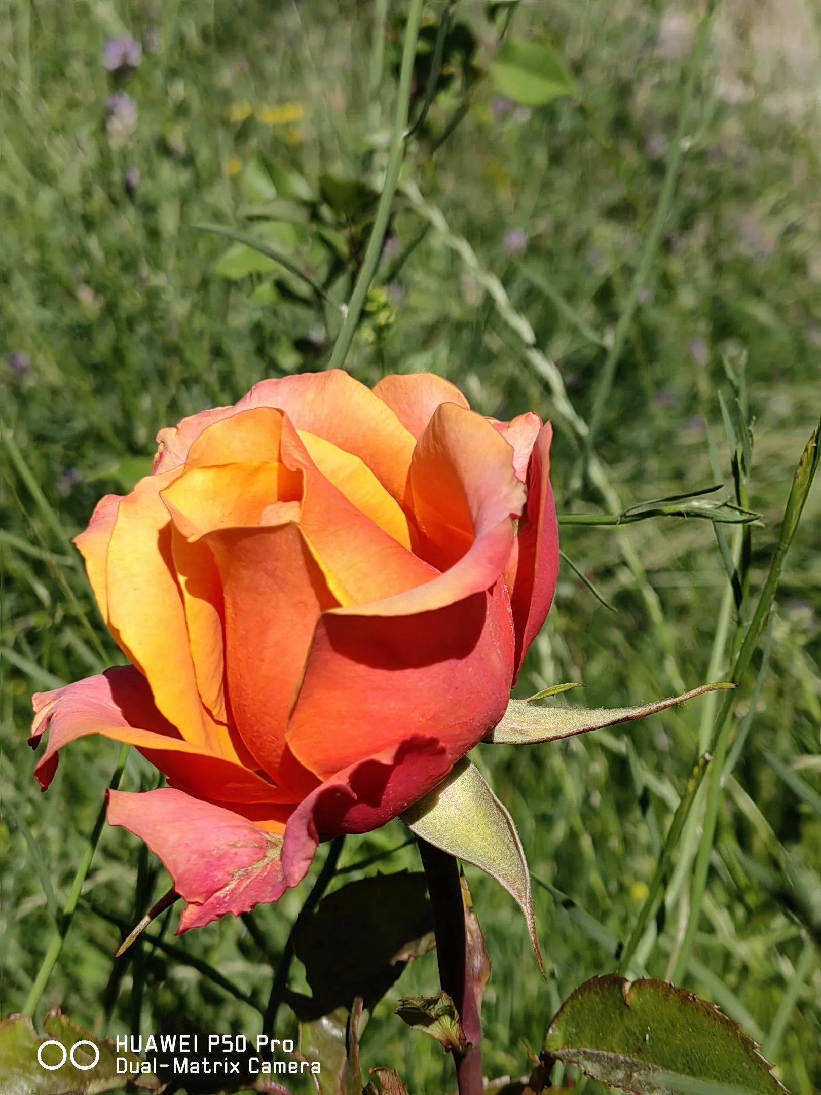 IMG_20240613_091104.webp