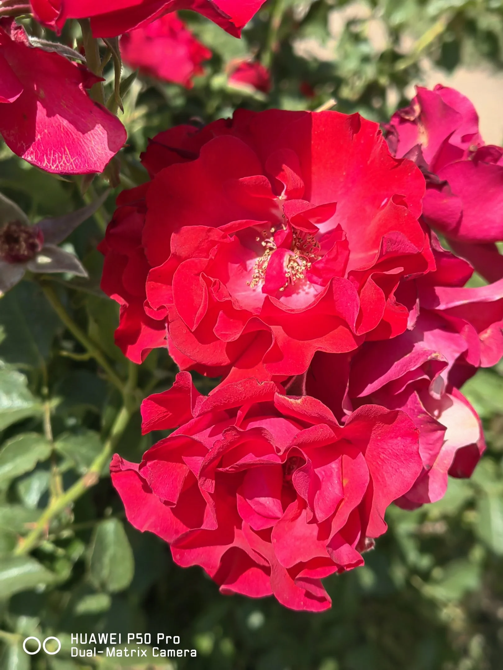 IMG_20240625_142404.webp