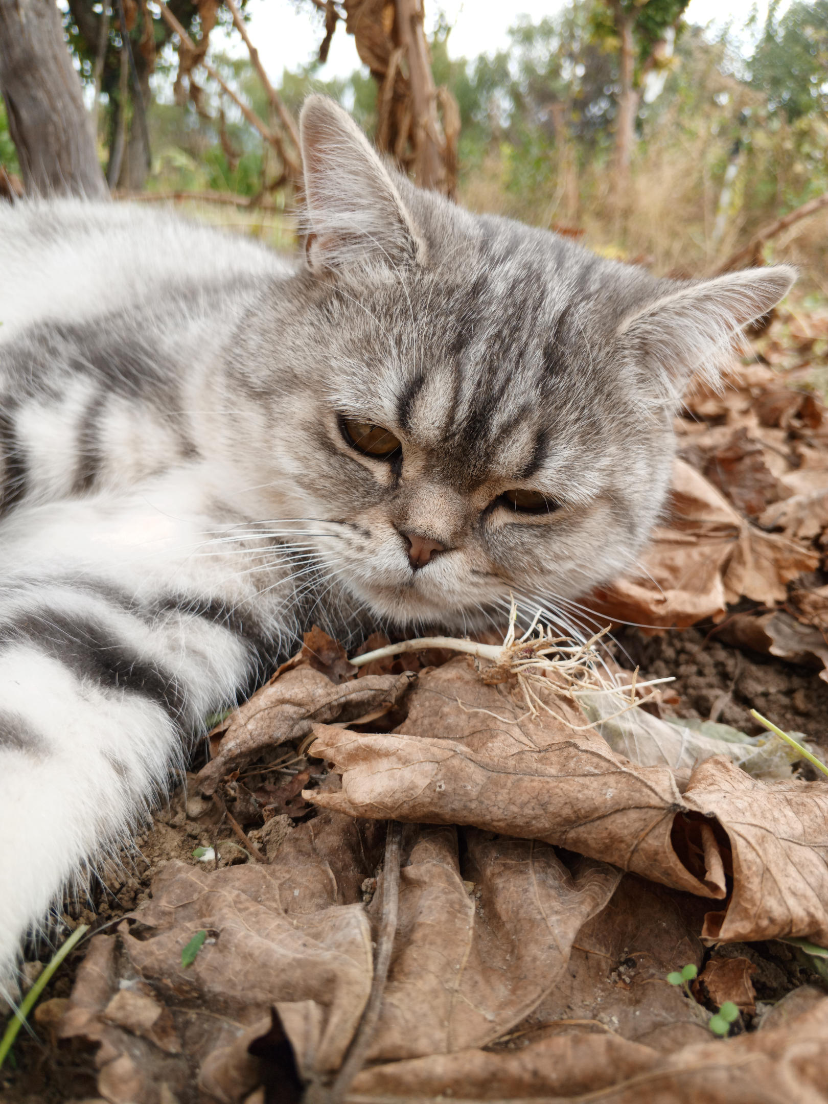 IMG_20251019_125721_799.webp