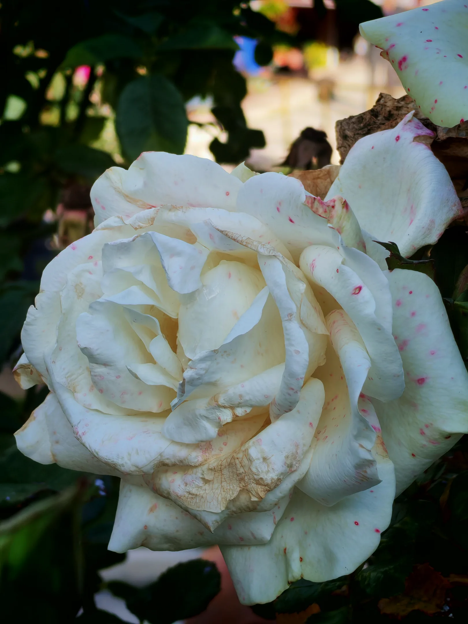 IMG_20251029_151644.webp
