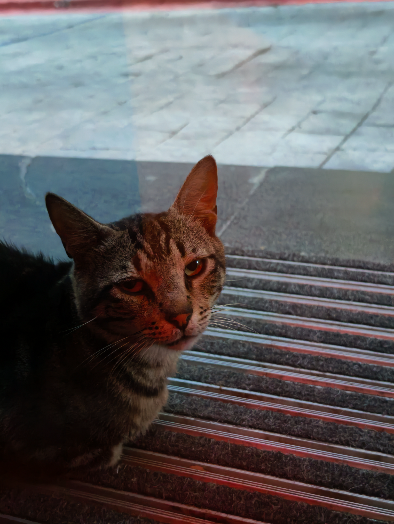 IMG_20260617_203734.webp