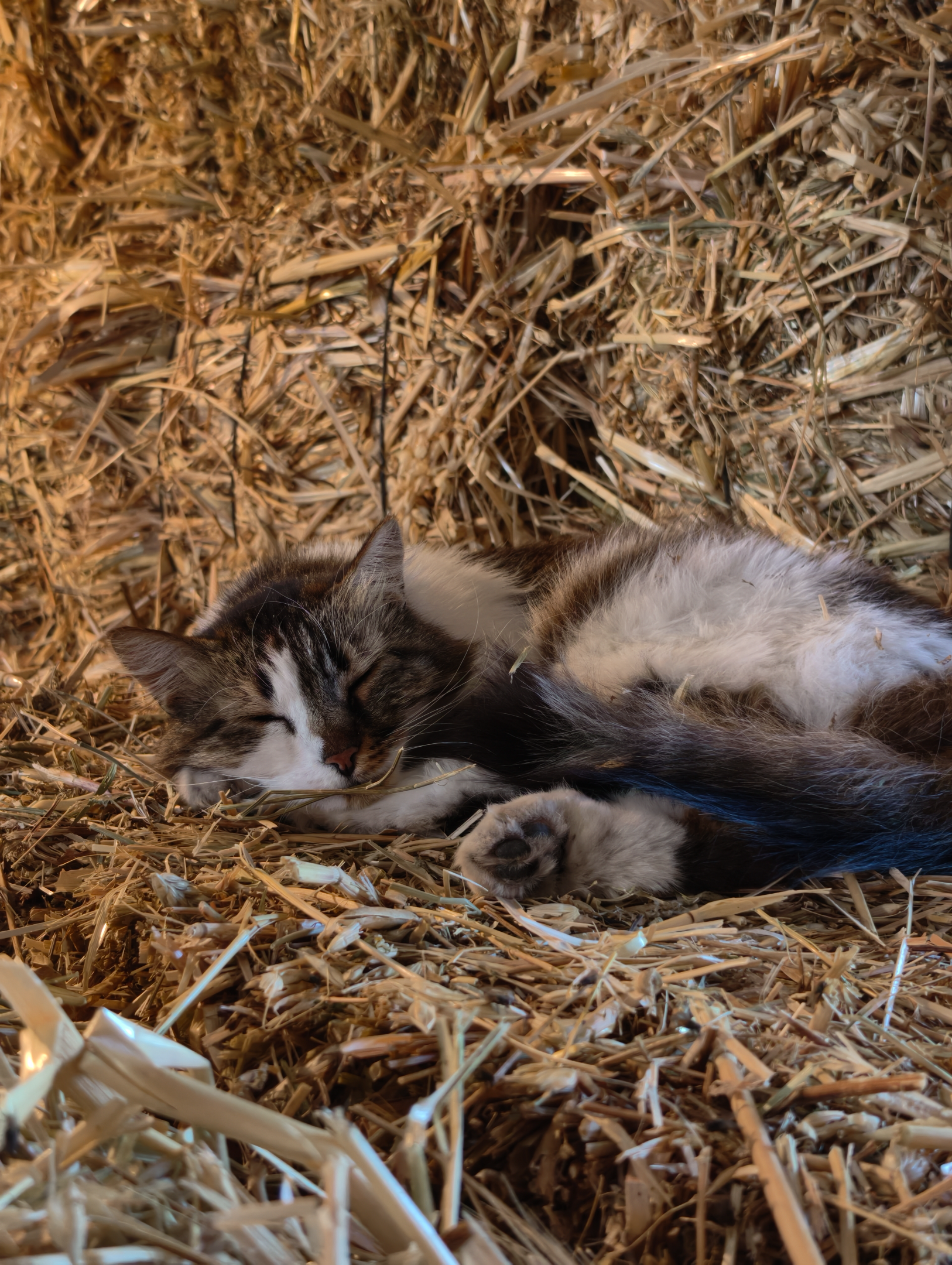 IMG_20260620_172055.webp