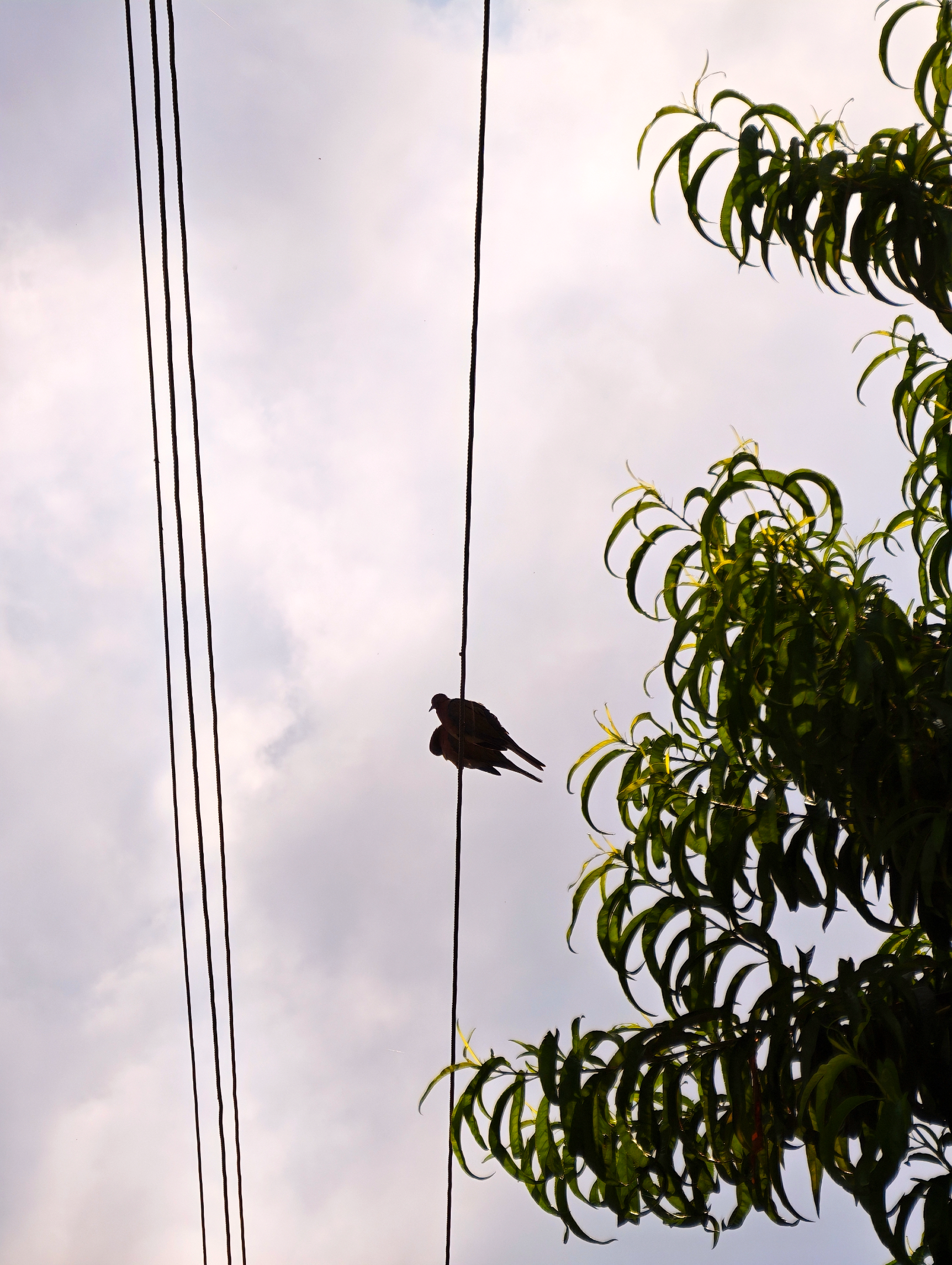 IMG_20260712_182530.webp