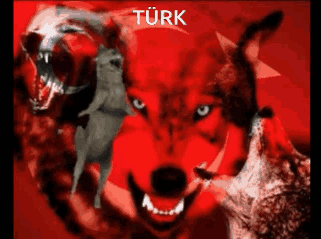 IMG_5332.gif