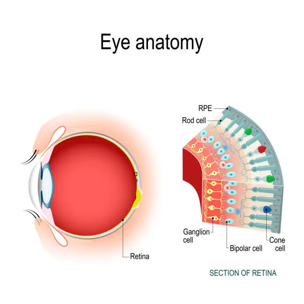 istockphoto-1091261988-612x612.webp