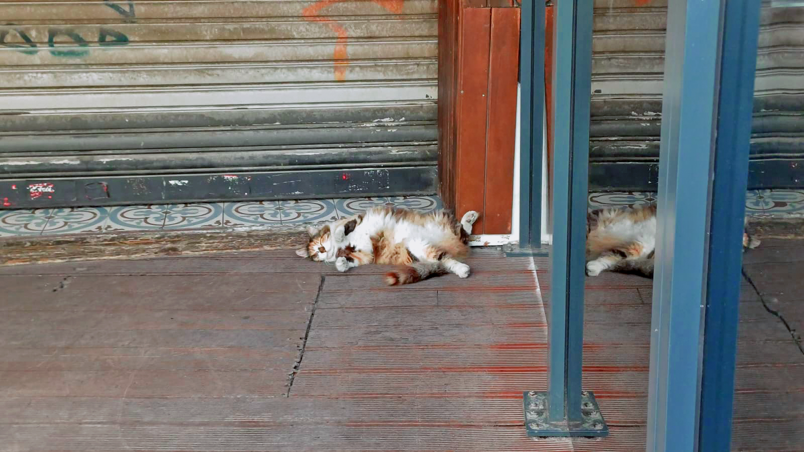 kedi-edited.webp