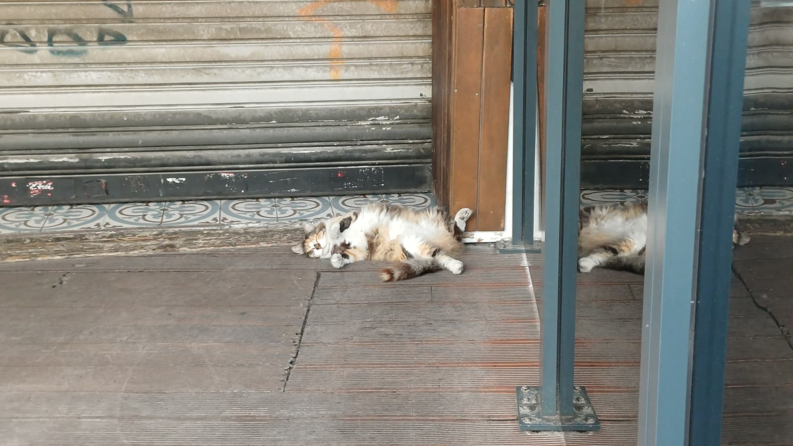 kedi-raw.webp