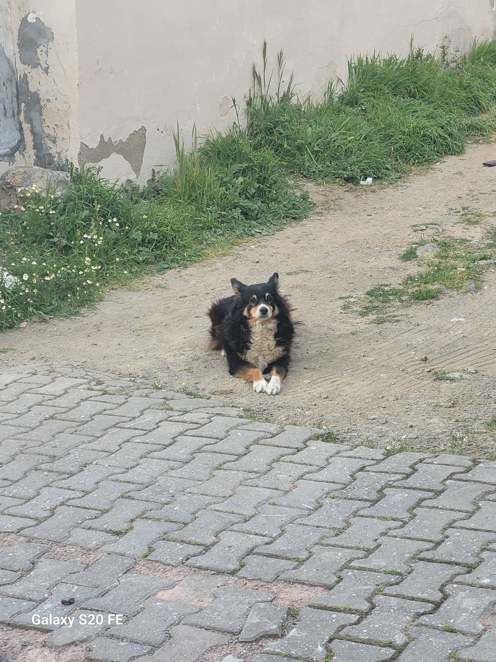 kopek.webp