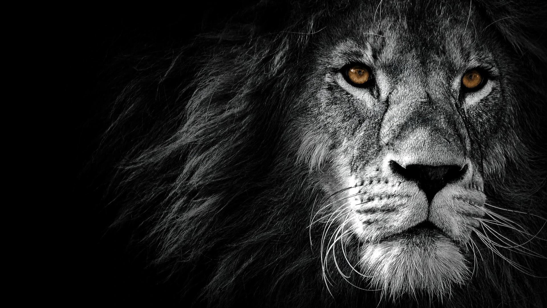 lion-monochrome-animal-hd-wallpaper-uhdpaper.com-475@0@f.webp