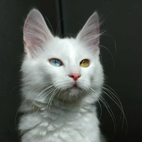 Odd-eyed_Turkish_Angora_cat_-_20080830.webp