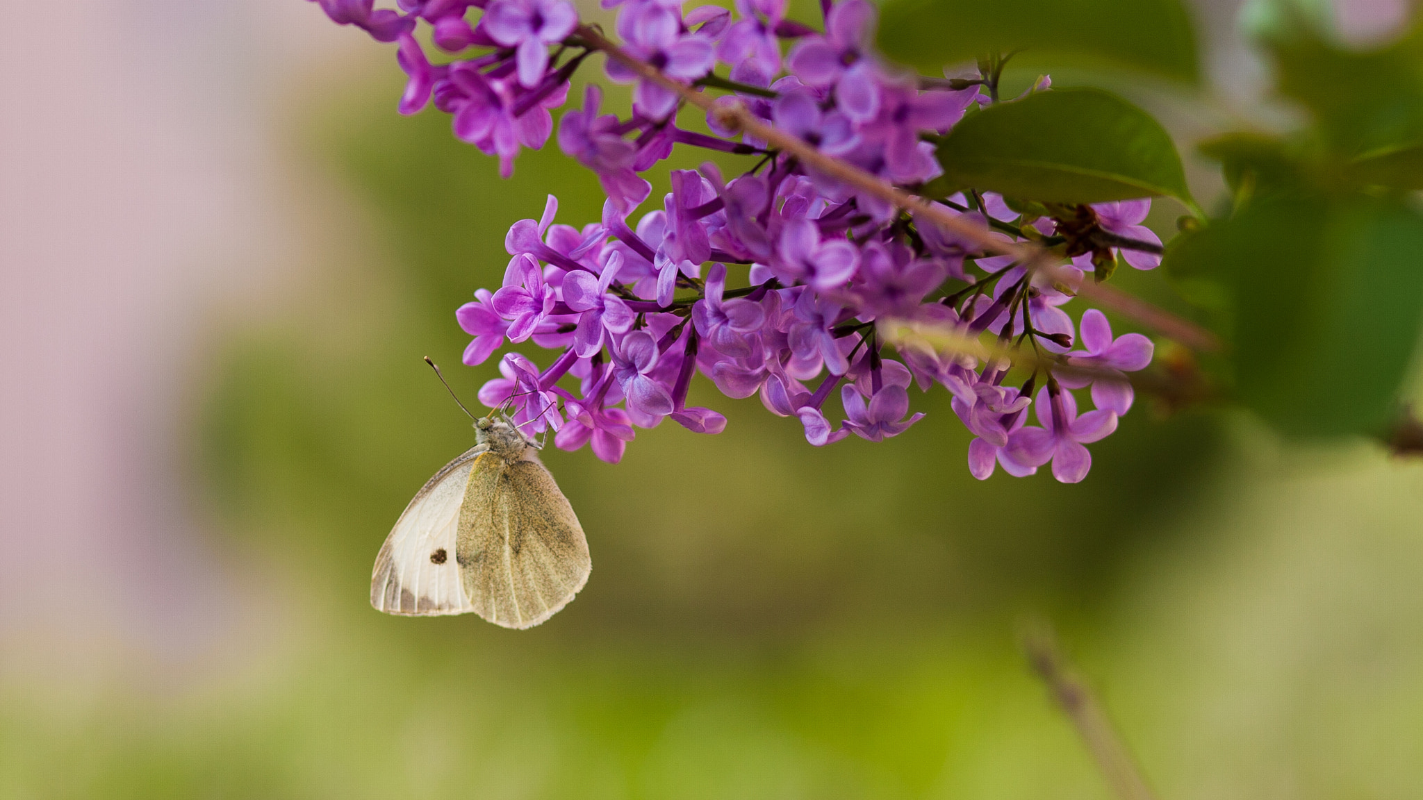 PhotoshopExtension_Image (1).webp
