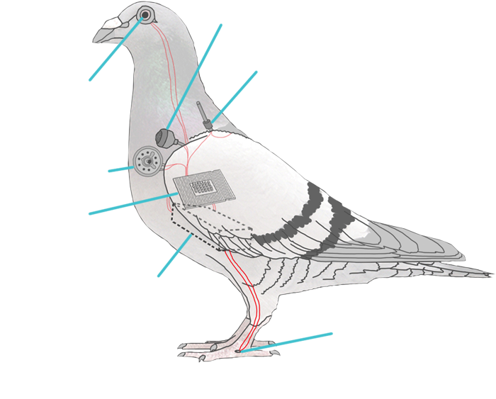 Pigeon-drone-tagged.webp