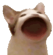 popcat.gif