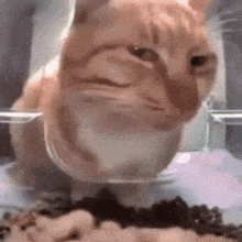 sus-cat-stare.gif