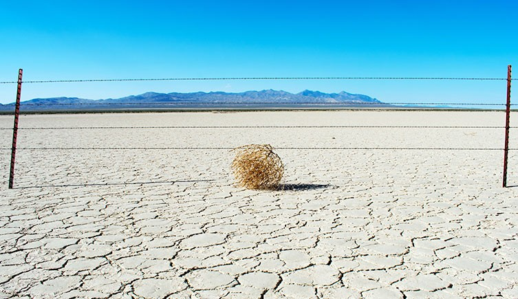 tumbleweed-caught-in-fence-two-column.jpg.thumb.768.768.webp