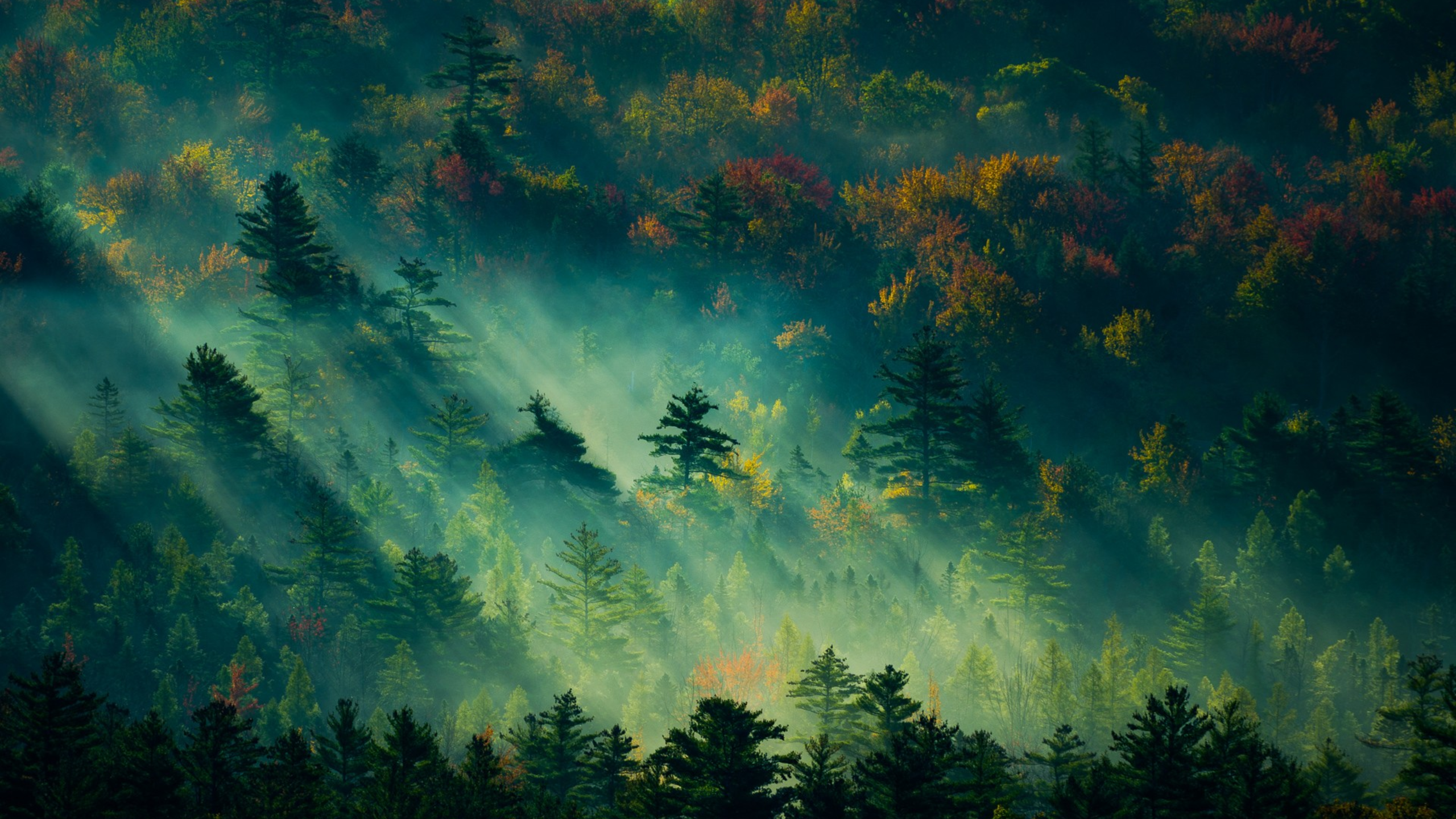 wallhaven-8x98w2_2560x1440.webp