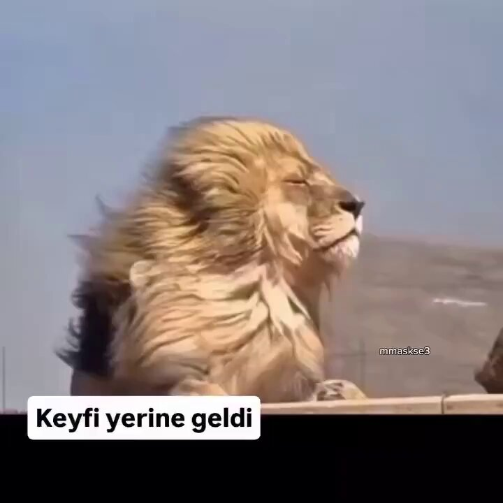 WuuDKrdHqjaNIyuN.webp