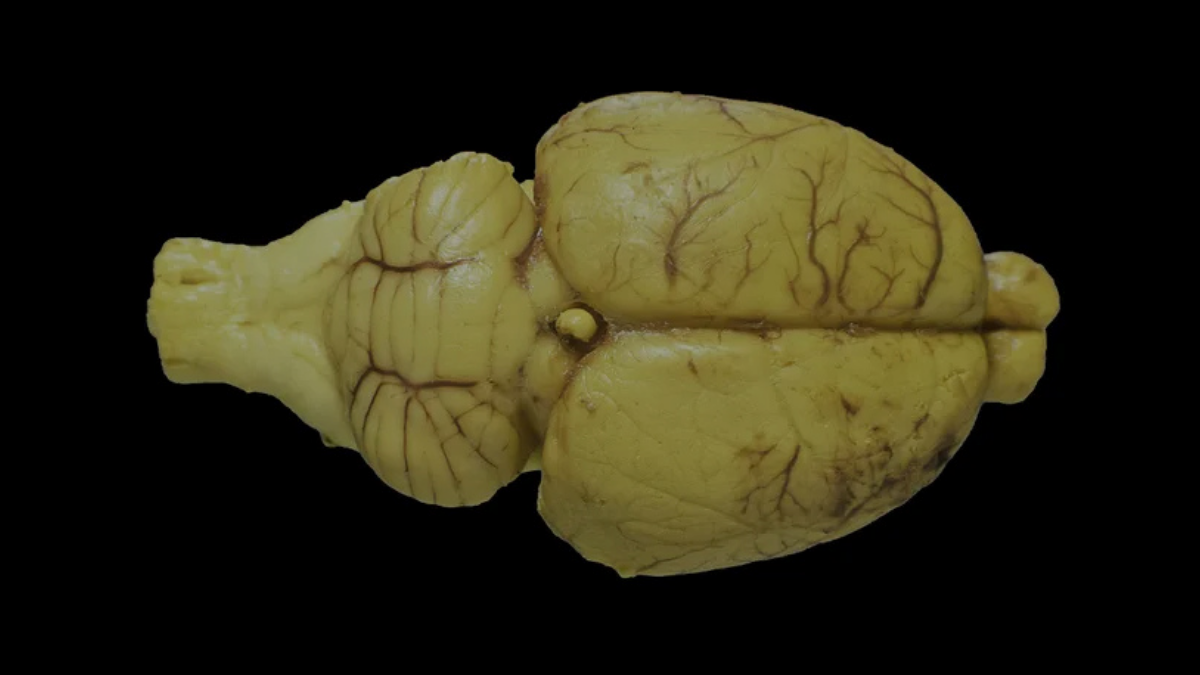 rat-neuron.png